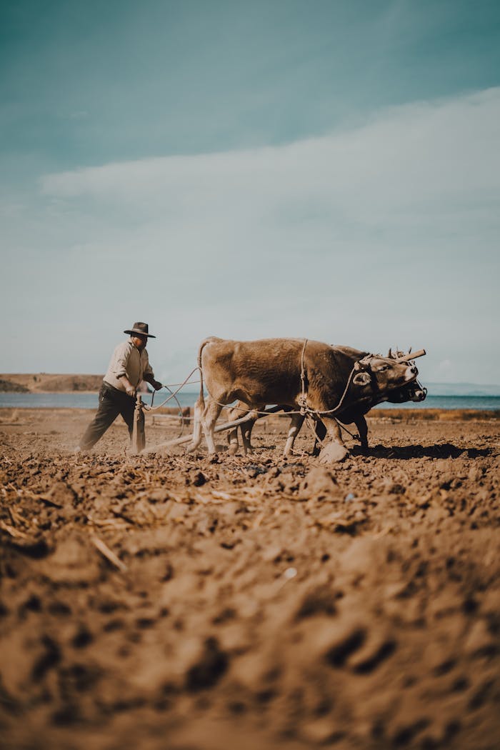 A traditional farmer plows the field with oxen under a clear sky, showcasing rural life in Puno, Perú.