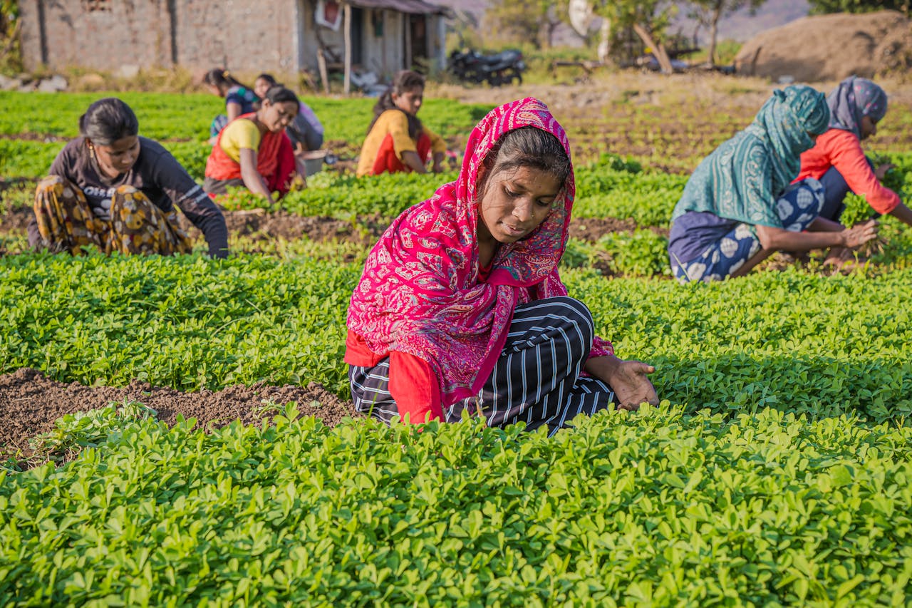 Women in colorful attire harvesting crops in a rural Indian field.