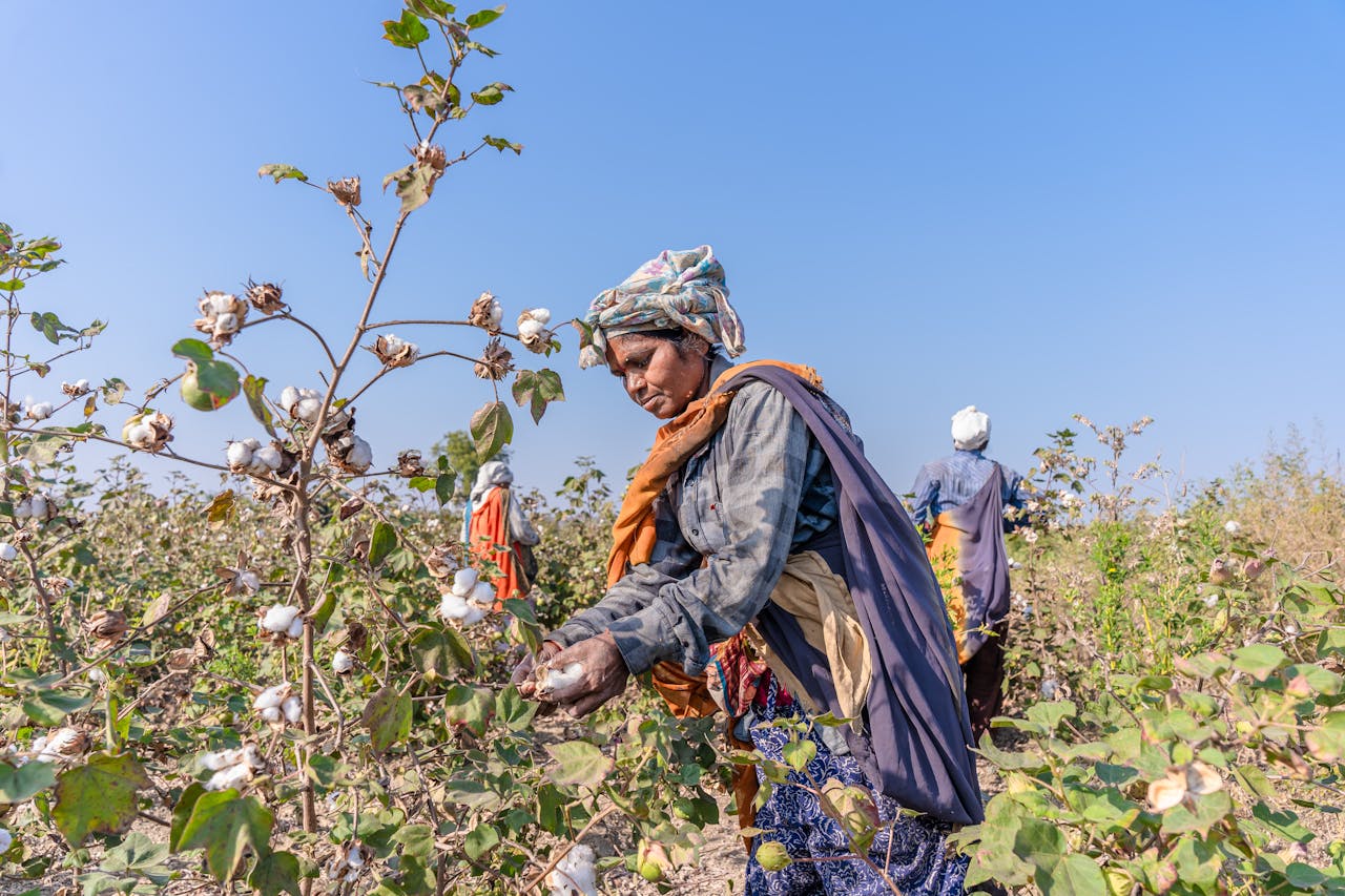 South Asian farmers collecting cotton in rural Nagpur, India, under clear blue skies.