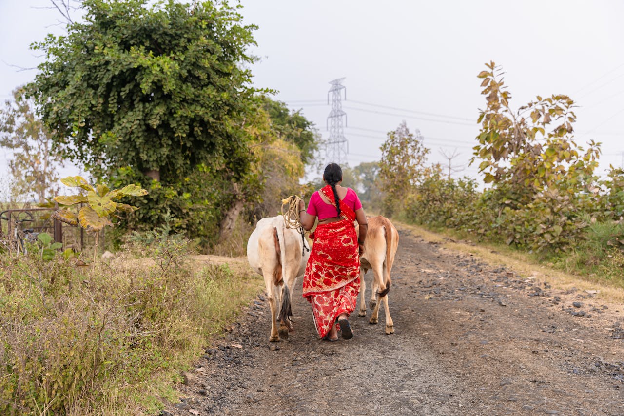 A woman in traditional attire walks with cows on a rural path in Nagpur, India, surrounded by greenery.