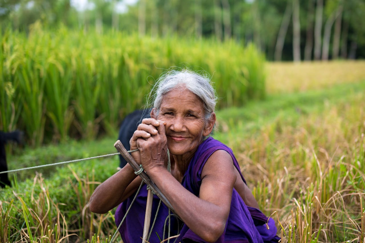 A smiling elderly woman farmer in vibrant attire harvesting rice in a lush field in rural Bangladesh.
